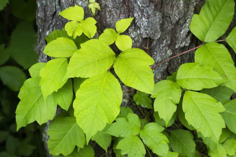 Poison Ivy Removal in Lancaster County, PA