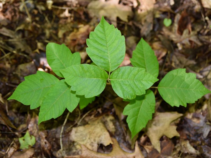 Poison Oak Removal in West Chester, PA